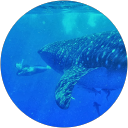 Tim O profile picture